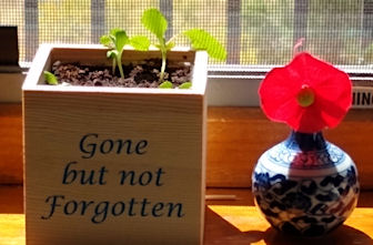 Forget-Me-Nots to signify Karen is gone but not forgotten